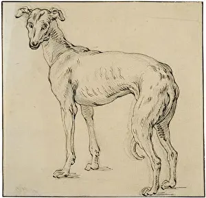 Greyhound Prints: Greyhound