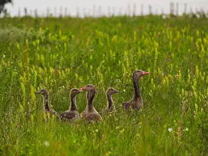 Familiar Prints: greylag goose (Anser anser), family in a flower meadow