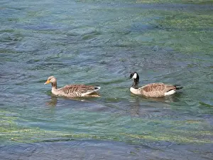 Stay Prints: A greylag goose and a Canada goose swim one behind the other against the current on a river