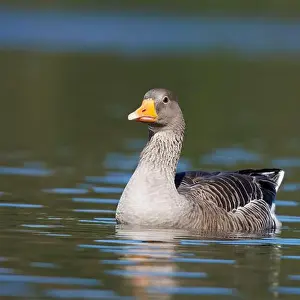 Anser Anser Prints: Greylag goose, scientific name (Anser anser). Goose on a lake in a park