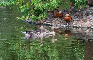 Geese Prints: Two greylag goose are swimming on the surface of the pond. Anser anser