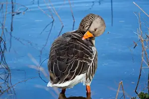 Geese Prints: Greylag Goose at West Stow Lakes Suffolk
