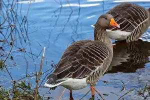 Geese Prints: Greylag Goose at West Stow Lakes Suffolk