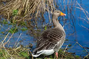 Geese Prints: Greylag Goose at West Stow Lakes Suffolk