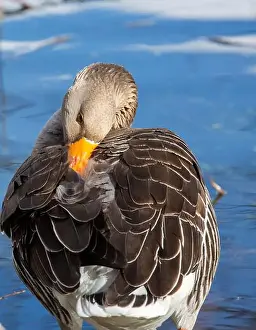 Geese Prints: Greylag Goose at West Stow Lakes Suffolk