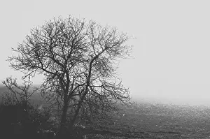 Greyscale Prints: Greyscale shot of a lonely tree near the road on a foggy day