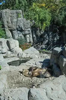Oasis Prints: Grizzly Bear Habitat in Central Park Zoo, NYC, USA