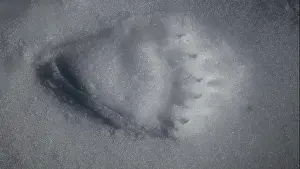 Habitat Conservation Prints: Grizzly bear paw print marking its territory in the pristine snow