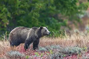 Grand Teton Prints: Grizzly bear scans surroundings during an autumn rain shower in Wyoming