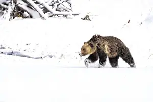 Ursus Arctos Prints: Grizzly Bear on snow