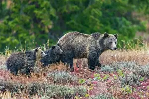 Grand Teton Prints: Grizzly bear sow with twin cubs during an autumn rain shower in Wyoming