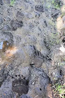 Wyoming Prints: Grizzly bear tracks in the mud on the Mountain Creek Trail at the Yellowstone National Park July 9