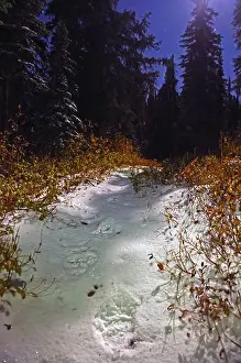 Moonlight Prints: Grizzly bear tracks in snow by moonlight in fall