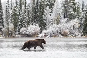 Natural World Prints: Grizzly bear (Ursus arctos horribilis)