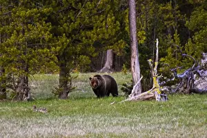 Yellowstone National Park Prints: Grizzly Bear. Yellowstone National Park. Wyoming, United States