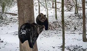 Hibernate Prints: The two Grizzly bears stroll through a snowy landscape by snow-laden trees