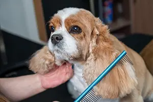 Comb Prints: Groomer combing Cavalier King Charles Spaniel in grooming salon