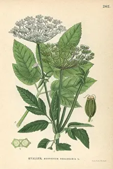 Cadre Prints: Ground elder, Herb Gerard or goutweed