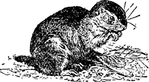 Vector Vectors Prints: Ground Squirrels are the members of the Sciuridae most closely related to the genus Marmota vintage line drawing or