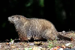 Marmota Prints: Groundhog (Marmota monax) - Brevard, North Carolina, USA