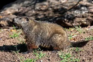 Marmota Prints: Groundhog (Marmota monax) - Brevard, North Carolina, USA