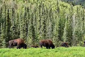 Forceful Prints: A group of American Bison grazing on a grassland near Watson Lake, Yukon, Canada