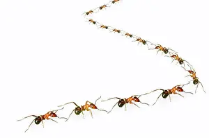 Superior Prints: A group of ants arranged ins shape