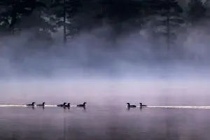Non Urban Prints: Group of Arctic Loons floating over water in lake