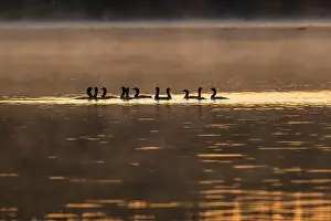 Non Urban Prints: Group of Arctic Loons swimming in lake at sunset