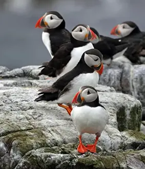 Fratercula Arctica Prints: A group of Atlantic Puffins (Fratercula arctica)
