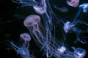 Aquatic Animal Prints: Group of Atlantic sea nettle, Chrysaora quinquecirrha