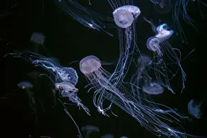 Aquatic Animal Prints: Group of Atlantic sea nettle, Chrysaora quinquecirrha