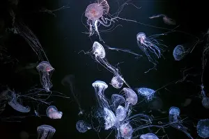 Aquatic Animal Prints: Group of Atlantic sea nettle, Chrysaora quinquecirrha
