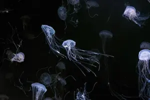 Chrysaora Prints: Group of Atlantic sea nettle, Chrysaora quinquecirrha