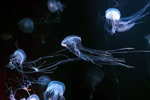 Aquatic Animal Prints: Group of Atlantic sea nettle, Chrysaora quinquecirrha