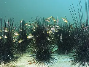 Spines Prints: A group of bannerfin cardinalfish (Ostorhinchus hoevenii)