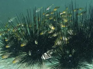 Percomorphaceae Prints: A group of bannerfin cardinalfish (Ostorhinchus hoevenii)