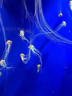 Breathe Prints: A group of beautiful yellow, orange jellyfish with long thin tails swimming in the bright blue ocean water
