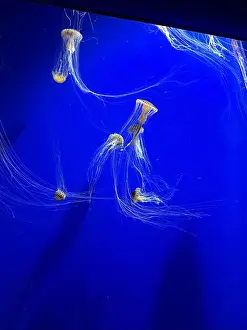 Breathe Prints: A group of beautiful yellow, orange jellyfish with long thin tails swimming in the bright blue ocean water