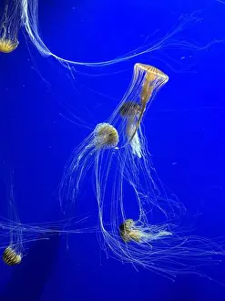 Breathe Prints: A group of beautiful yellow, orange jellyfish with long thin tails swimming in the bright blue ocean water