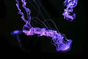 Nettle Prints: Group of Black sea nettle, Chrysaora achlyos swimming in dark water of aquarium tank with purple neon light