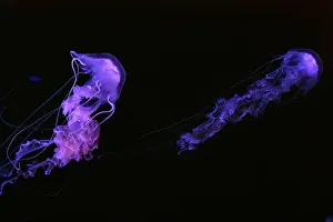 Transparent Background Prints: Group of Black sea nettle, Chrysaora achlyos swimming in dark water of aquarium tank with purple neon light