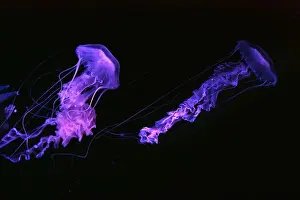 Nettle Prints: Group of Black sea nettle, Chrysaora achlyos swimming in dark water of aquarium tank with purple neon light