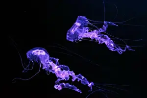 Transparent Background Prints: Group of Black sea nettle, Chrysaora achlyos swimming in dark water of aquarium tank with purple neon light