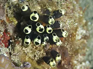 Sea Squirts Prints: Group of black and white sea squirts