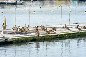 Wildlife Conservation Prints: A group of California Brown Pelicans on a wooden barge in San Diego's Mission Bay