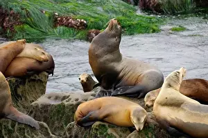 La Jolla Prints: Group of California Sea Lions resting on a rock