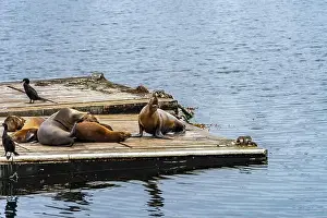 Sea Lions Prints: A group of California Sea Lions on a wooden barge in San Diego's Mission Bay
