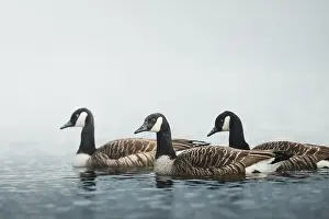 Geese Prints: A group of Canada geese (Branta canadensis) gracefully gliding through a serene lake