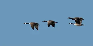 Ciel Prints: a group of canada geese in flight